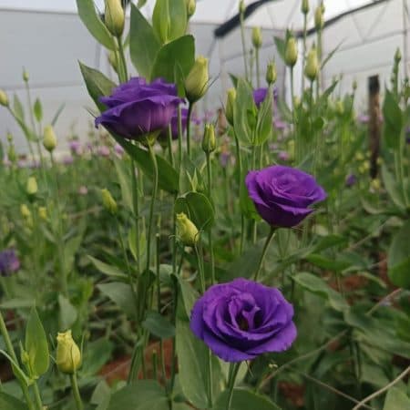 Gallery image 12
