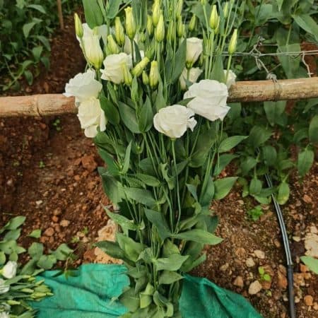 Gallery image 10