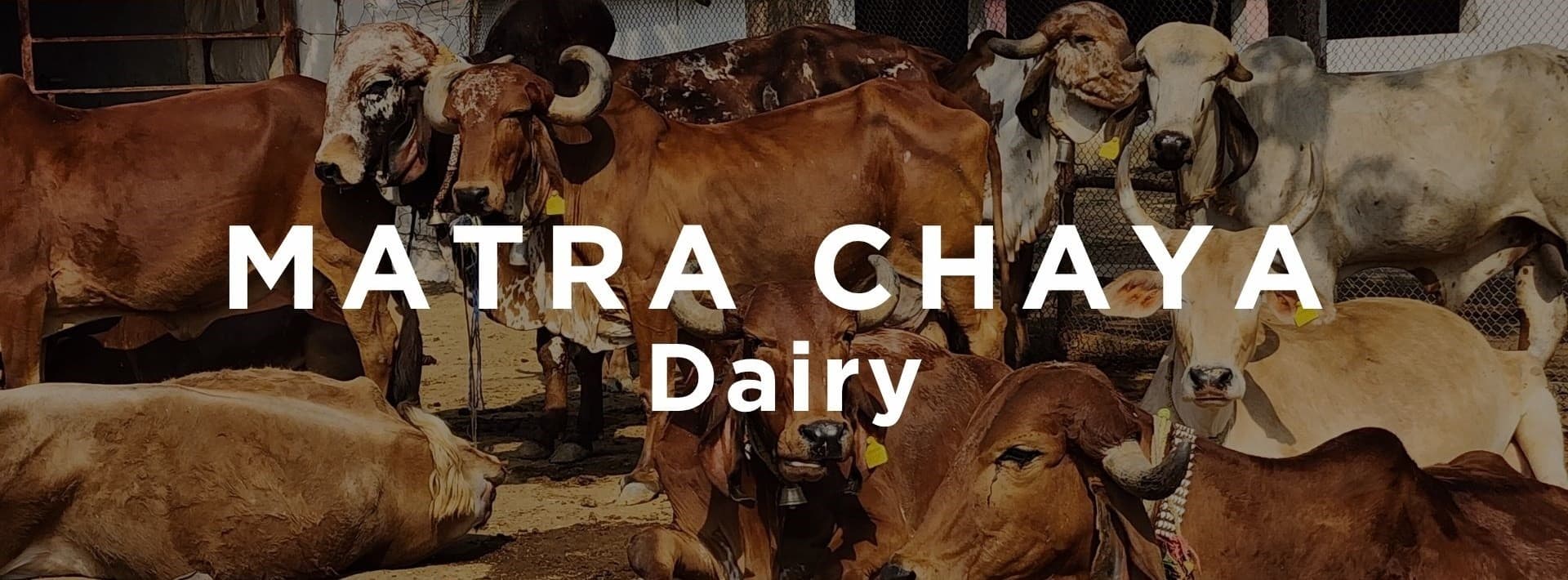 Milk & Dairy Product